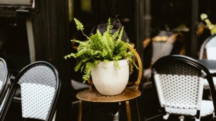 Skyggefull uteplass med liv: robuste planter som trives i lite sol