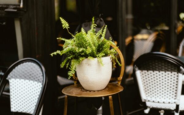 Skyggefull uteplass med liv: robuste planter som trives i lite sol