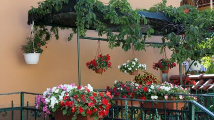 Slik lykkes du med klatreplanter på balkong og terrasse