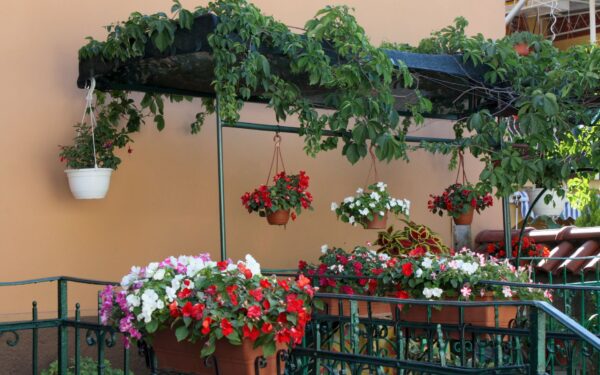 Slik lykkes du med klatreplanter på balkong og terrasse