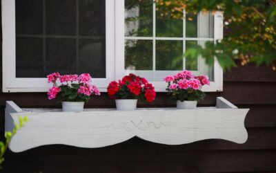 Sommerblomster som tåler tørke: fargerik uteplass med mindre vanning