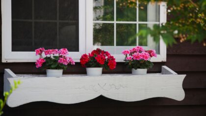 Sommerblomster som tåler tørke: fargerik uteplass med mindre vanning