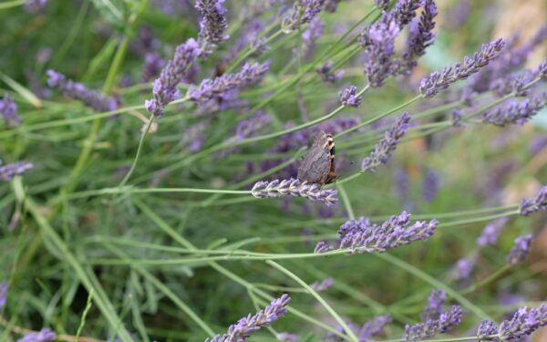 Sommerfuglvennlig balkong og hage: slik skaper du et lite paradis for pollinatorer