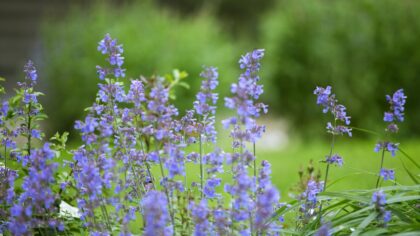Stauden som trives av seg selv: slik lager du en robust blomsterbed du slipper å styre med