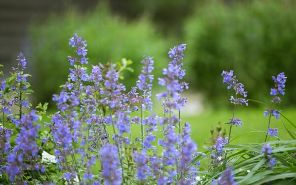 Stauden som trives av seg selv: slik lager du en robust blomsterbed du slipper å styre med