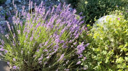 Tørketålende blomster for norske forhold: fine valg til bed og balkong