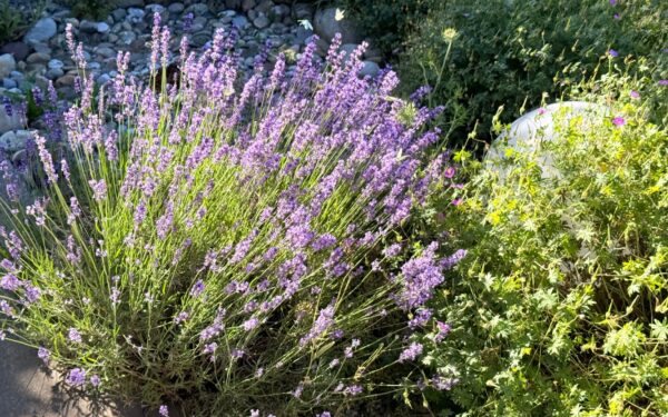 Tørketålende blomster for norske forhold: fine valg til bed og balkong