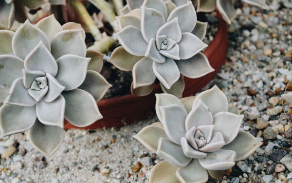 Tørketålende planter som gir frodig uteplass med mindre vanning