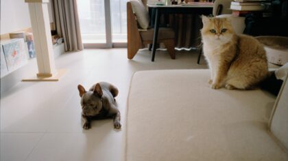 Enklere hverdager med hund eller katt: små vaner som gir et triveligere hjem