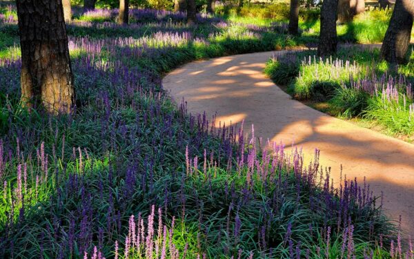 Lavendel i hagen: slik lykkes du med duft, farge og ro rundt uteplassen