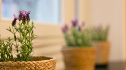 Lavendel på uteplassen: slik lykkes du med duftende ro og farge ute