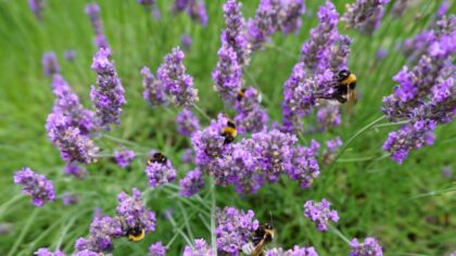 Pollinatorvennlig balkong: slik får du bier og sommerfugler opp i høyden