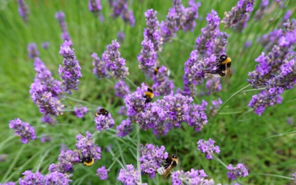 Pollinatorvennlig balkong: slik får du bier og sommerfugler opp i høyden