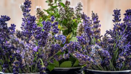 Pollinatorvennlig balkong: slik gir du biene mat på få kvadratmeter
