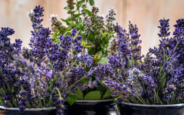 Pollinatorvennlig balkong: slik gir du biene mat på få kvadratmeter