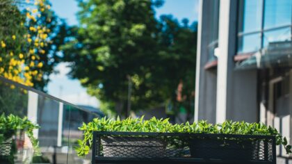 Skap en lettstelt grønn oase ute med bladplanter som tåler litt av hvert