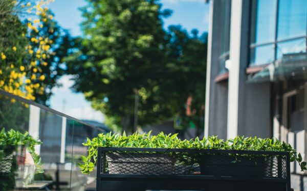 Skap en lettstelt grønn oase ute med bladplanter som tåler litt av hvert