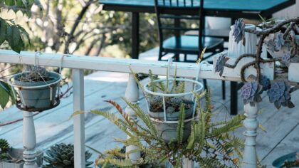Skyggefulle uteplasser med liv: robuste planter som trives uten full sol